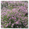 Napkins, 3-ply, Purple, Heather