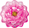 33" SHAPE QX FOIL PRINT 001CT PINK PEONY