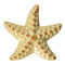 Starfish, H8cm, Ceramic, Yellow