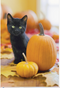 Halloweenkort Pumpa med kattunge