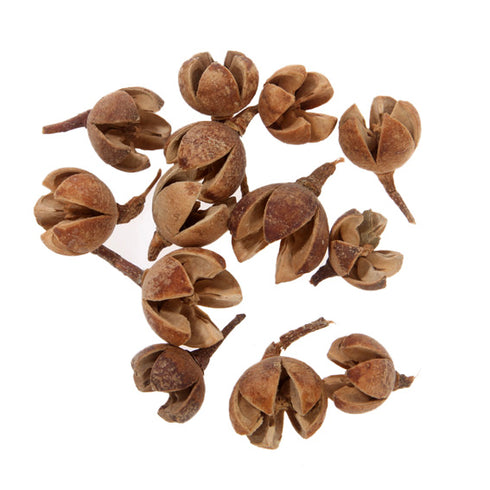 Frökapsel för dekoration